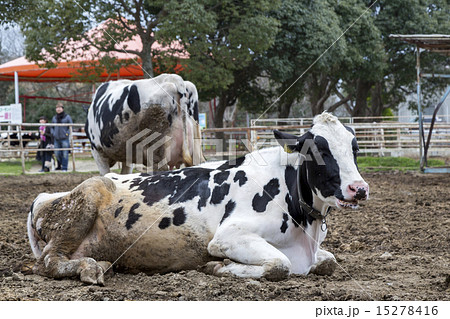 淡路島牧場 15278416