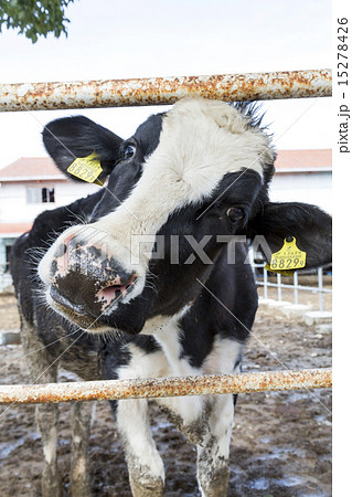 淡路島牧場 15278426