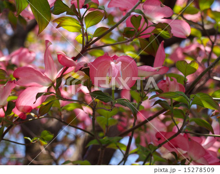 ハナミズキの花 薄ピンク色 の写真素材