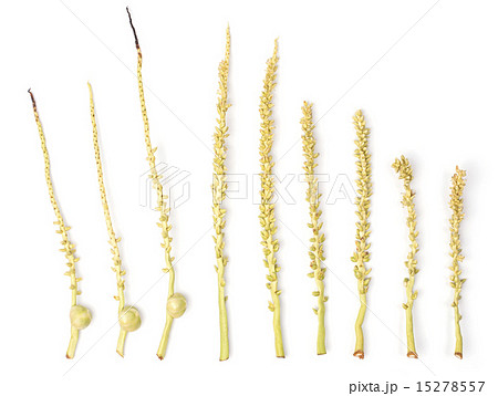 Branch of coconut flower isolated, Spadix 15278557