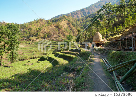 Rice fields in the himalayan hills 15278690