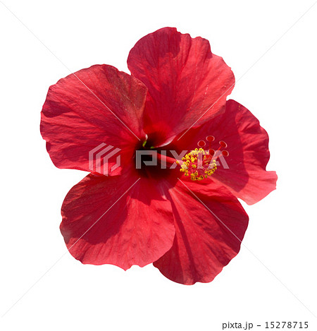 Hibiscus rosa sinensis Hibiscus rosa sinensis 15278715