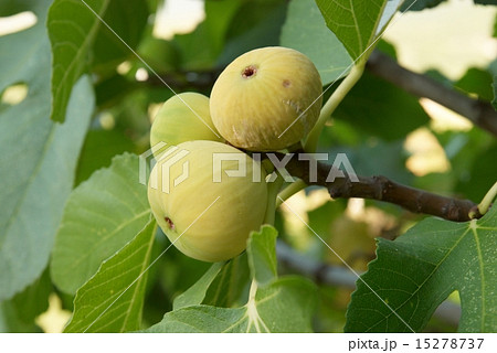 Fig tree 15278737