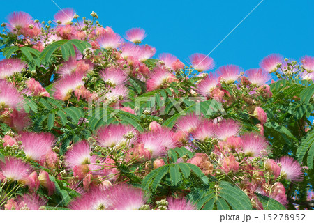 Flowers of acacia (Albizzia julibrissin) 15278952