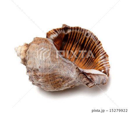 Empty shell from rapana venosa 15279922