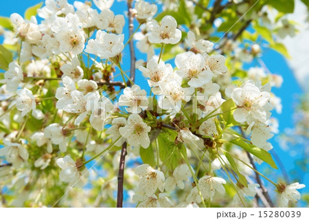 White cherry flowers White cherry flowers 15280039