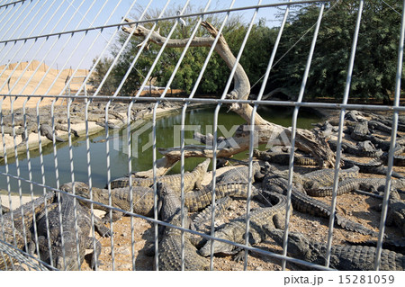 Nile crocodili tumescere Farm 15281059