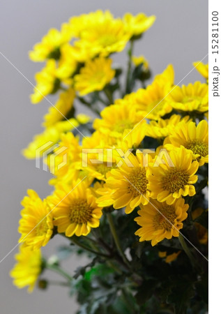 寒菊 寒菊 15281100