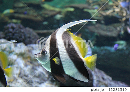 ツノダシ ツノダシ 15281519