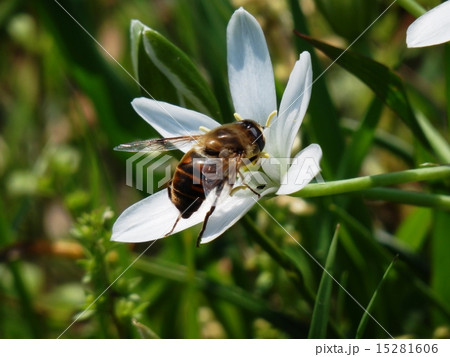 ミツバチとオオアマナ 15281606