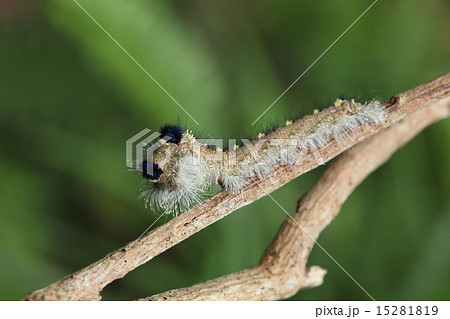 生き物 イワサキカレハ、怒ると濃紺の毛を出して頭を振り回します。かなり危険な感じ 生き物 イワサキカレハ、怒ると濃紺の毛を出して頭を振り回します。かなり危険な感じ 15281819
