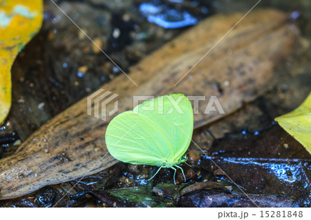 Beautiful Butterfly 15281848