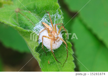 spider in forest spider in forest 15281874