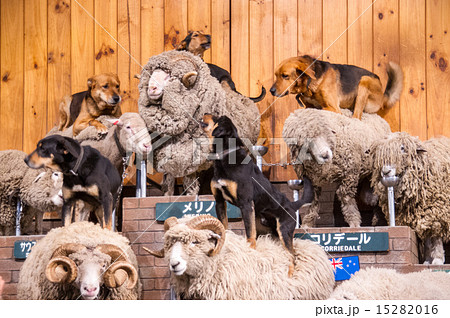 マザー牧場 牧羊犬とヒツジの写真素材 1516