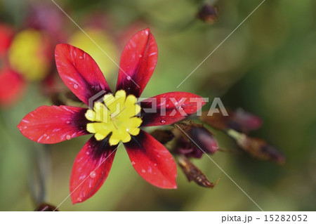 スパラキシス 15282052