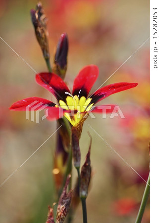 スパラキシス 15282053