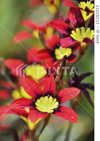 スパラキシス 15282055