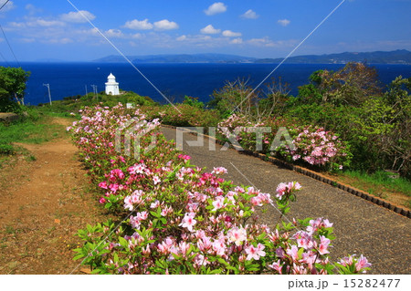伊王島灯台のつつじ 15282477