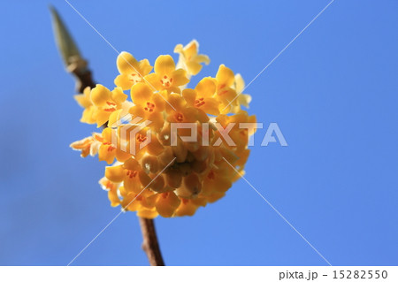 黄色い三又の花 15282550