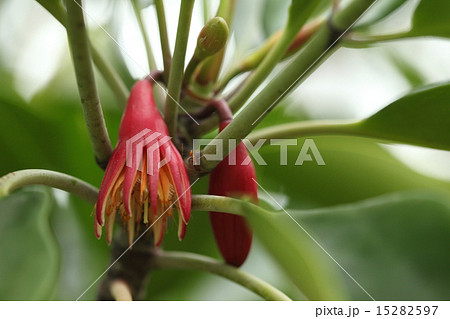 自然 植物 オヒルギ マングローブを構成する樹木 赤い花に見えるのは萼片で花はその中にありますの写真素材