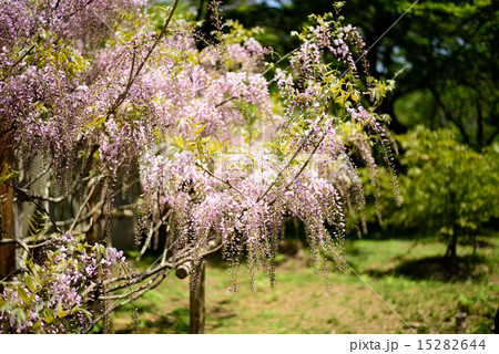 春日大社　萬葉植物園　藤３ 15282644