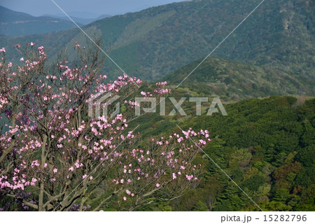 アケボノツツジ咲く篠山 (愛媛県宇和島市・高知県宿毛市県境篠山) アケボノツツジ咲く篠山 (愛媛県宇和島市・高知県宿毛市県境篠山) 15282796