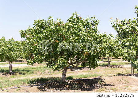 ピスタチオの木 ピスタチオの木 15282878