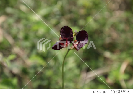 自然　植物　クロバナツルアズキ、八重山ではよく見かける花です。健康食品の原料にもなるそうです① 15282913