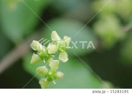 新緑の中で朝日を浴びて元気に開花した緑色の花 ニシキギ の写真素材