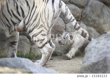 ホワイトタイガーの赤ちゃん 15283222