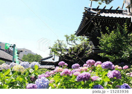 白山神社とあじさい 15283936