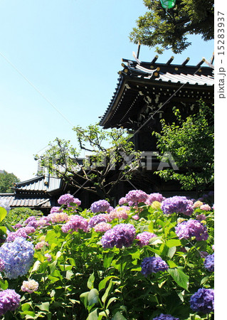 白山神社とあじさい 15283937