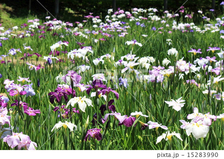 小石川後楽園の花菖蒲 15283990