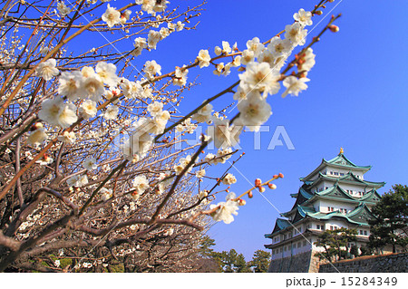 3月愛知 名古屋城・天守閣と梅 3月愛知 名古屋城・天守閣と梅 15284349
