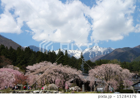 光前寺しだれ桜と駒ケ岳 15284376