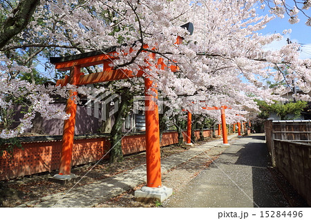 京都 春の竹中稲荷神社 京都 春の竹中稲荷神社 15284496