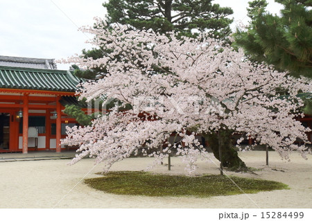 京都 春の平安神宮 京都 春の平安神宮 15284499