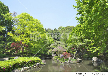新緑の公園 15284575