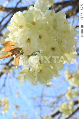 ウコン桜玉 15284625