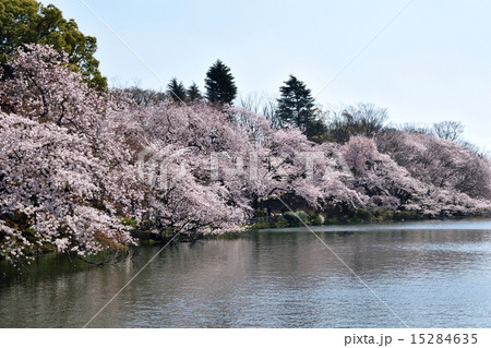 東京都　井の頭公園　井の頭池　満開の桜 15284635