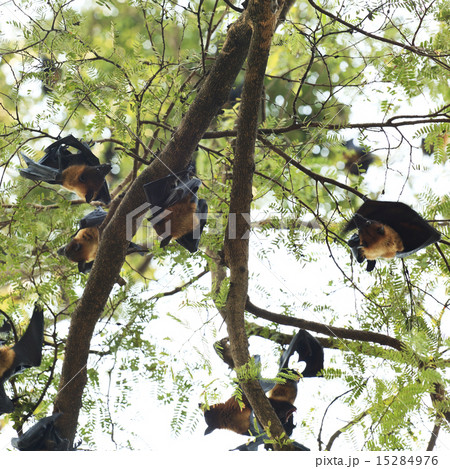 Bats on the tree 15284976