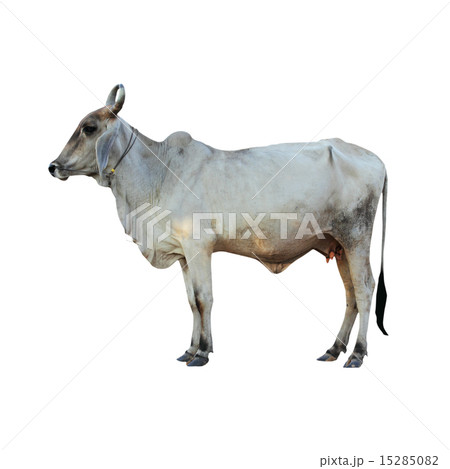 Ox on white background  with Clipping Part 15285082