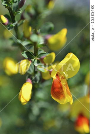 エニシダ 15285430