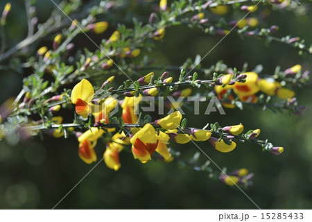 エニシダ 15285433