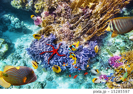 Underwater world with corals and tropical fish. 15285597