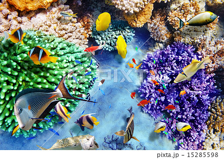 Underwater world with corals and tropical fish. 15285598