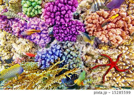 Underwater world with corals and tropical fish. Underwater world with corals and tropical fish. 15285599