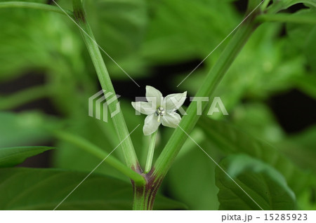 トウガラシ（鷹の爪）の花 15285923