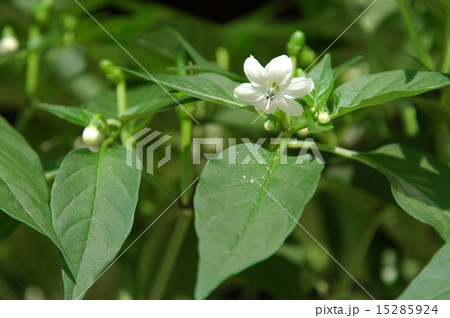 トウガラシ(鷹の爪)の花 トウガラシ(鷹の爪)の花 15285924