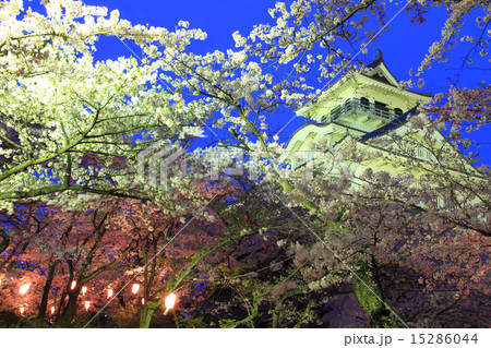 4月滋賀 長浜城・天守閣ライトアップと桜 15286044